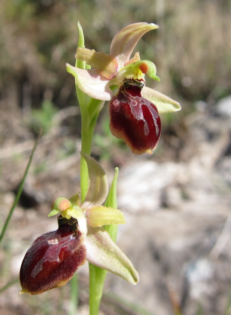 Ophrys sphegodes?